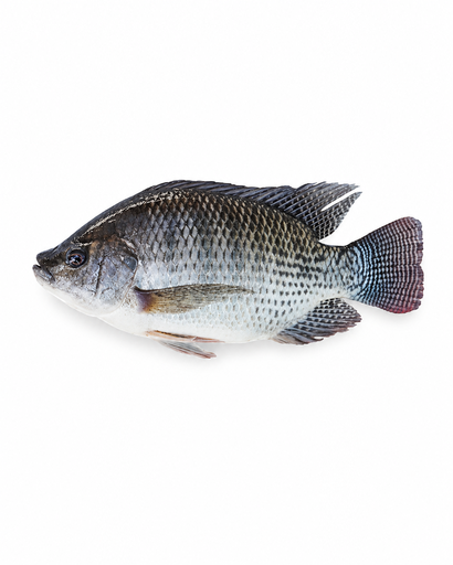 [OCE-TIL-002] FROZEN Ocean King Tilapia Whole (Gutted/Gilled/Scaled) 600/800 10kg